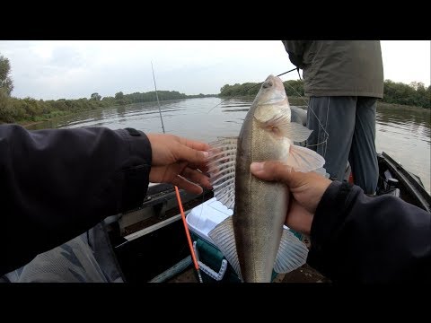 Видео: Джиговая рыбалка на реке Мста. Отлично отловились окунем,щукой и судаком 2018.