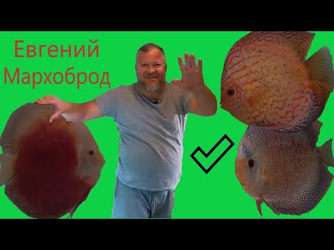 Видео: Дискусы Евгения Мархоброда