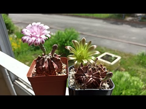 Видео: Гимнокалициум Фридриха или Михановичь? В чем различия🌵🤔