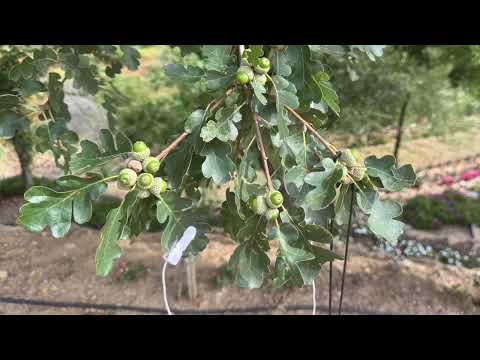 Видео: Дъбът на село Долене