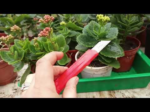 Видео: Каланхоэ гулаганидан кегин нима киламиз