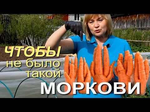 Видео: КАК ИЗБЕЖАТЬ УРОДЛИВОЙ МОРКОВИ! Советы от ЗЕЛЕНОГО ОГОРОДА!