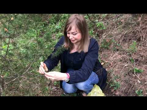 Видео: ГРУЗИЯ КУРОРТ АБАСТУМАНИ 🇬🇪 МАЙ 2019