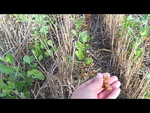 Видео: 2025.09.28 Ноу-Тілл ➕Покривні