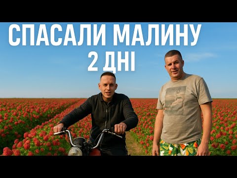 Видео: 🟥Працюємо на малиновій фазенді в очікуванні хорошого прибутку. Бізнес в селі на малині