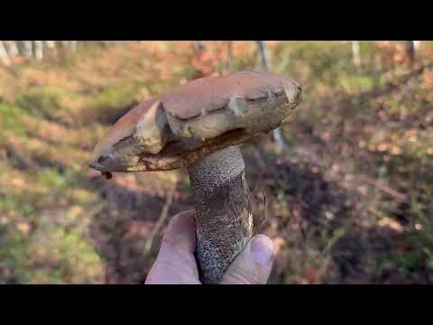 Видео: Прикарпаття, 06.11., а ще знайшов гриби велетні!