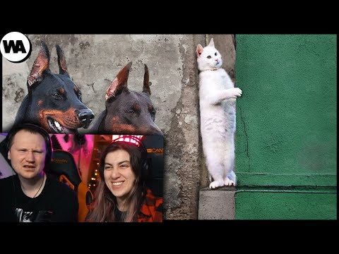 Видео: Вот Почему Кошки Ненавидят Собак | РЕАКЦИЯ на WATOP
