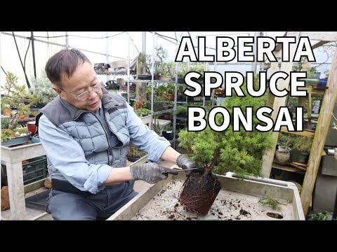 Видео: Превращаем обычную ель из Альберты в прекрасный бонсай! Подробное объяснение!