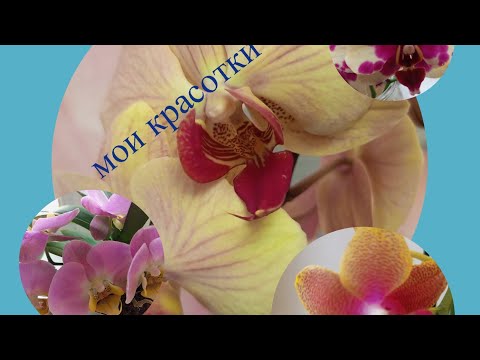 Видео: 20.10.2025.ПЕРВЫЙ ПОЛИВ  НОВИНКИ 🌺и НАЧАЛЬНОЕ ДВИЖЕНИЕ РАНЕЕ КУПЛЕННЫХ ОРХИДЕЙ 👍🌺🌱