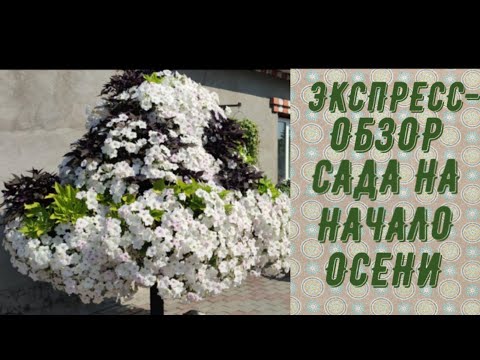 Видео: ЭКСПЕРЕСС-ОБЗОР САДА НА 2 СЕНТЯБРЯ.