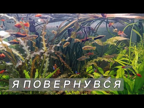 Видео: Я повернувся! 4К #aquarium #aquarium4k #4k #fishtank #аквахобі