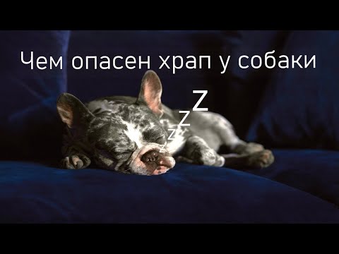 Видео: Причины собачьего храпа /  Отучаем собаку храпеть.