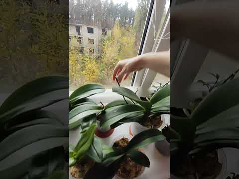 Видео: Поливаю орхидеи во мхе👍