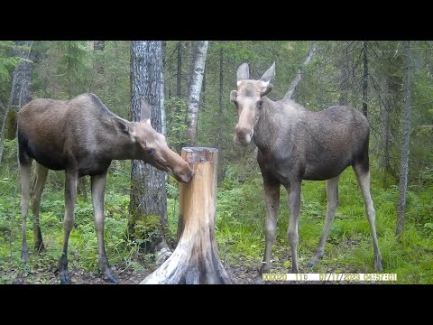 Видео: СОЛОНЕЦ ДЛЯ ЛОСЯ, июль  2023 год.