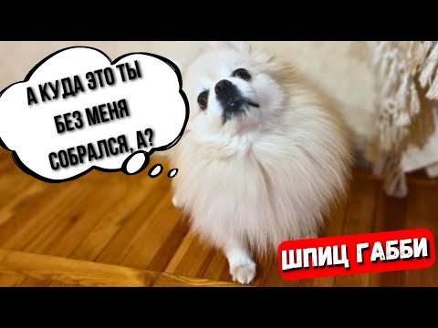 Видео: 🐾Собака породы ШПИЦ Переговаривается с Хозяином