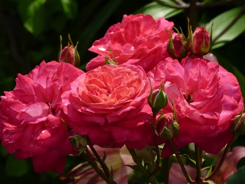 Видео: Правила при пересадке роз осенью!!! Как подготовить розу к пересадке.