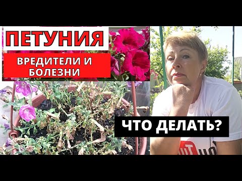 Видео: У ПЕТУНИИ сохнут листья. Ищем причины. Борьба с вредителями и болезнями