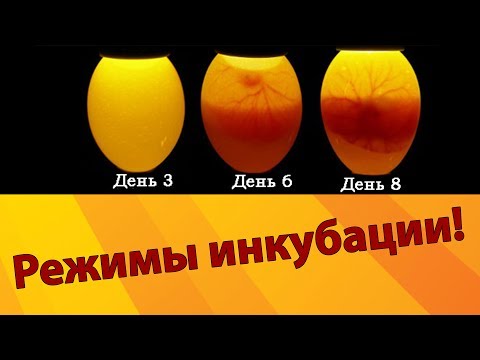 Видео: СЕКРЕТЫ ИНКУБАЦИИ ЯИЦ! Режимы инкубации куриных яиц. Температура и влажность в инкубаторе