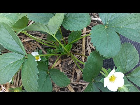 Видео: Полуниця.Огляд нових сортів.Нові посадки.