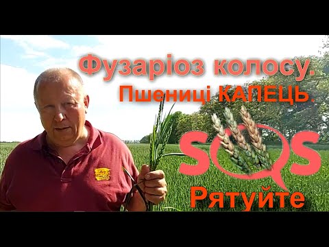 Видео: Фузаріоз колосу. Пшениці капець! Рятуйте!