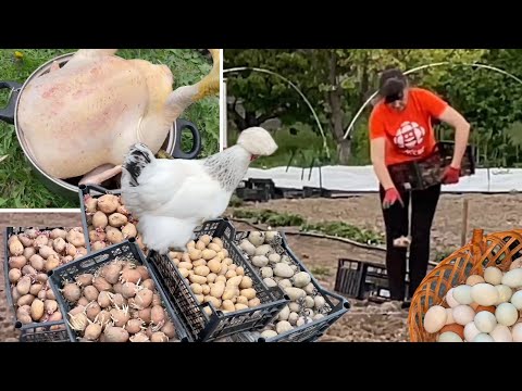 Видео: Старинный МЕТОД ПОСАДКИ КАРТОШКИ Убрала Кур Вовремя