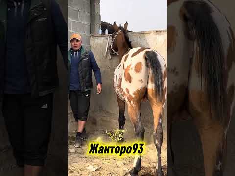 Видео: Бугун Кыялдын соодасы болду 21 октября 2025 г.