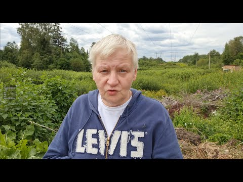 Видео: Фармазонщики голливудские