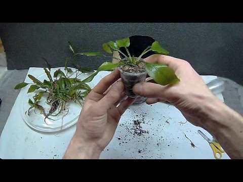 Видео: Аквариумные растения, как посадить в землю.
