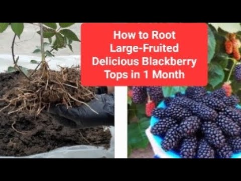 Видео: How to Root Large-Fruited Delicious Blackberry Tops in 1Month  Как Укоренить Макушки  Ежевики