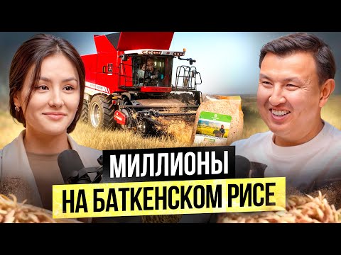 Видео: Баткенский рис лучше Ташкентского? — Сколько приносит производство риса в Баткене?
