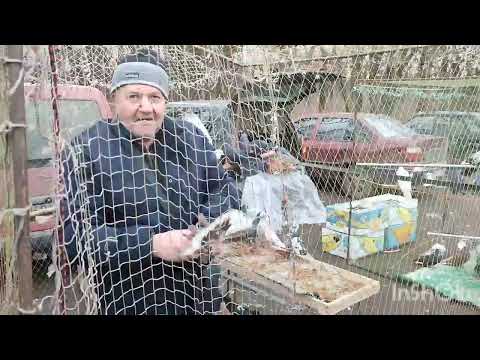 Видео: ЕНАКИЕВО! ВЫСТАВКА -ЯРМАРКА ГОЛУБЕЙ!23.11.2024!