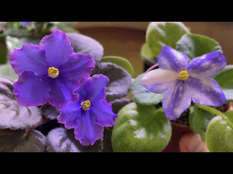 Видео: Фиалки в МУСОРНОЕ ВЕДРО! Полноеразочарование. Деньги на ветер. И такое бывает.