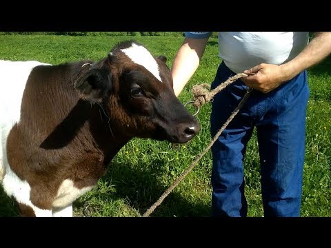 Видео: Верёвки рвутся, карабины гнутся!