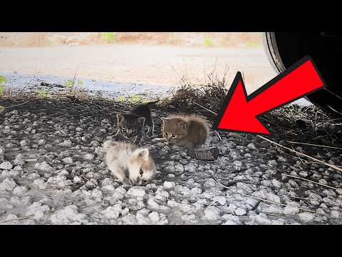 Видео: Спас пять котят под грузовиком, выкормил из бутылочки, изменения через полгода невероятны.Retry