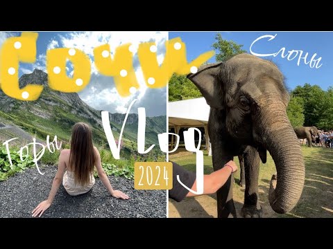 Видео: Что посетить в Сочи 2024? Невероятные места в Сочи | Слоны, горы, море