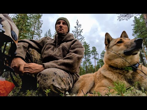 Видео: КРУЧЕНЫЙ МЕДВЕДЬ. ОСЕННЯЯ ОХОТА.