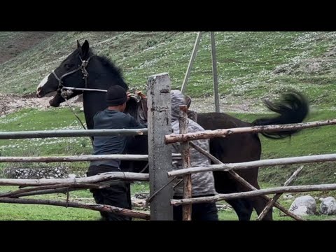 Видео: Чекирда уйурдо