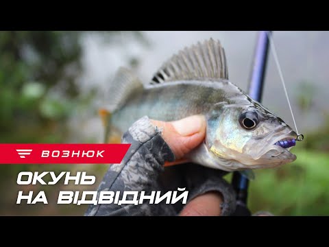 Видео: Неймовірний кльов окуня на відвідний повідець!