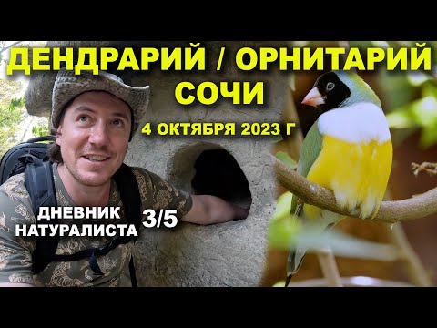 Видео: Дендрарий. Орнитарий. Сочи. 4 октября 2023 г. Дневник натуралиста 3-й из 5