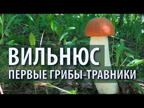 Видео: Грибы-травники. Подосиновик, подберезовик, масленок, лисичка, мухомор. Литва, Вильнюс 02.06.2024
