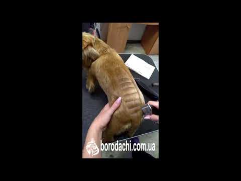 Видео: Креативная стрижка собак (Груминг): рисунок скорпиона