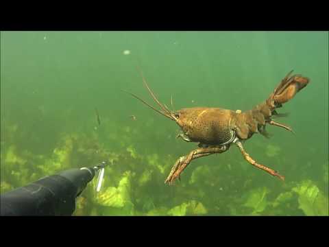 Видео: Подводная охота 2017-лещ 3 кг ,щуки и спасение раков из ловушки.