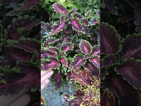 Видео: Небольшие вазончики с большим потенциалом ☺️