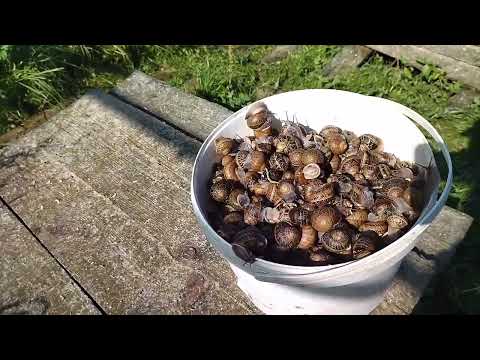 Видео: Сбор маточного стада. Сезон 2025г.