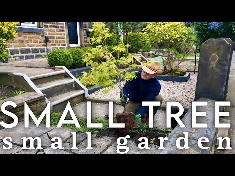 Видео: Помощь пожилым соседям: удаление больших деревьев, посадка маленьких деревьев #towngarden #smalltree