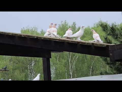 Видео: 19 мая 2025 г.