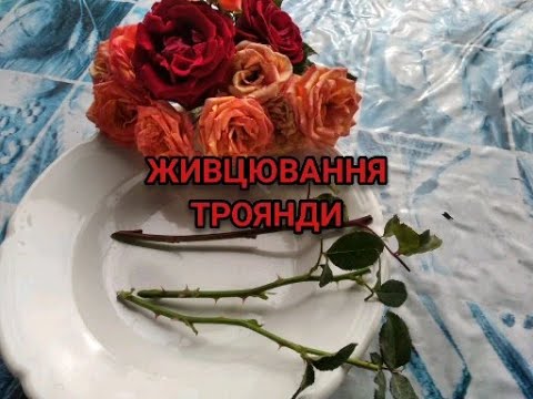 Видео: НАЙКРАЩИЙ СПОСІБ ЖИВЦЮВАННЯ ТРОЯНД У ЛЮБУ ПОРУ РОКУ З БУКЕТІВ ТА КУЩІВ.ЛЕГКО ТА ШВИДКО !!?