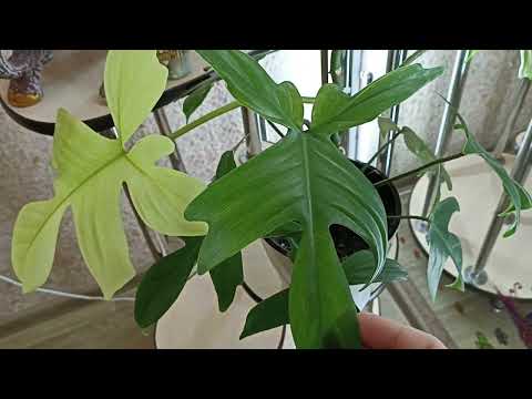 Видео: Комнатные Растения. Коллекция Филодендронов🌿🌿🌿