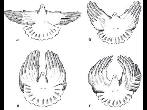 Видео: Николаевские голуби и их способы полёта