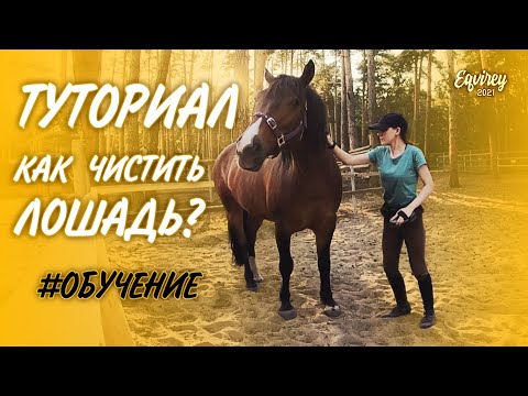 Видео: КАК ЧИСТИТЬ ЛОШАДЬ | ТУТОРИАЛ